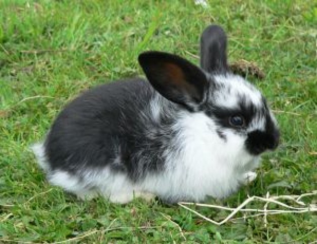 Rabbit bunny South Africa in white and black on a grass about Nelson Mandela Sculpture